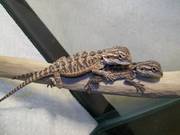 Baby Bearded dragons translucent red aswell as Citrus