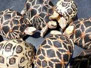 Pairs tortoises From Our Garden For Sale