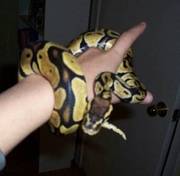 Male Ball Python Snake