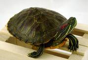 Red Ear Slider Turtle for sale