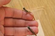Reptile baby Lizards (Long Tailed Grass)