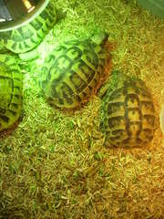 3 egg laying female herman tortoises