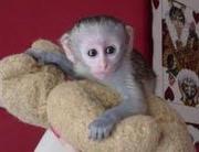 adorable baby capuchin monkeys for good homes