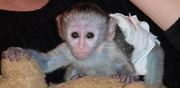 cute and adorable cappuccino monkey for sale