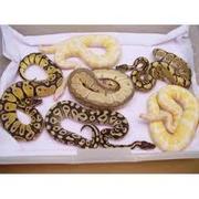 Ball Python Snakes For Re Homing.