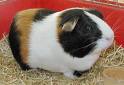 a loving and adorable guinea pig for adoption