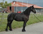 friesain gelding horse for adoption