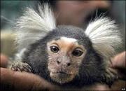 marmoset monkey's for sale