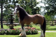Stallion Gypsy Vanner Horse For Adoption.