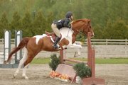 Hunter/Jumper/Event horse for sale