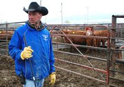 Pregnant Heifers ,   Heifers, milk bottle calves , Bulls For Sale