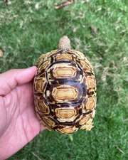 Tortoise (Leopard Tortoise)