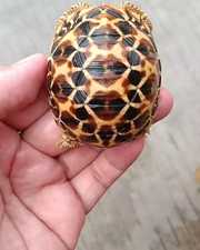 Tortoise (Indian Star