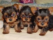 Adorable Male And Female Yorkie  Puppies Ready For A New Home.