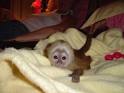 capuchin monkeys for adoption.