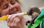 Capuchin baby Monkey ready
