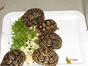 Hermann,  Sulcata,  Leopad And Other Breeds Of Tortoise