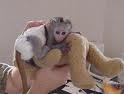 loving and adorable capuchin monkeys for rehoming 