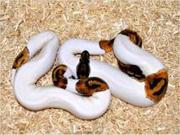 piebald pythons for sale