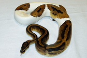 Piebald ball pythons available for sale.