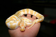 cute and Adorable piebald, albino and ball pythons now available For  A