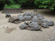turtles and tortoises for sale