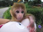 Baby Rhesus monkeys for sale. Bottle fed